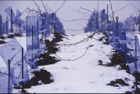 BLa vigne en hiver sous la neige - Photo D.R. bubbliz.com