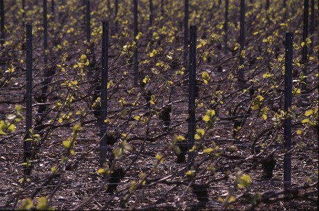 La vigne au printemps après le liage - Photo D.R. bubbliz.com