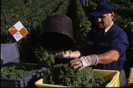 NNVendanges manuelles