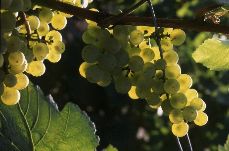 Cépage Chardonnay - Photo D.R. bubbliz.com